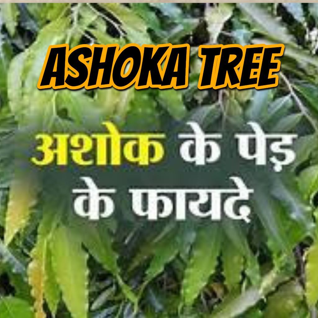 Ashoka Tree