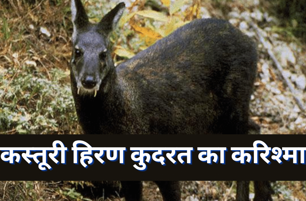 kasturi hiran