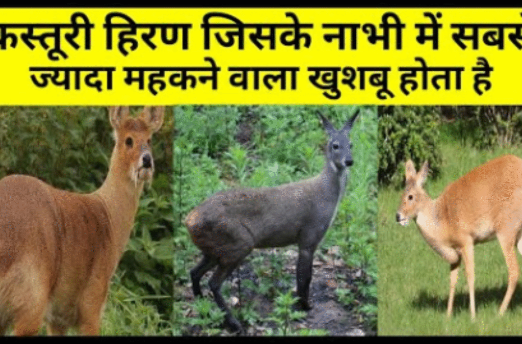 kasturi