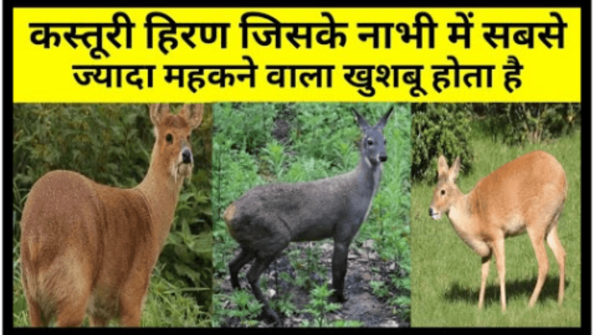 kasturi