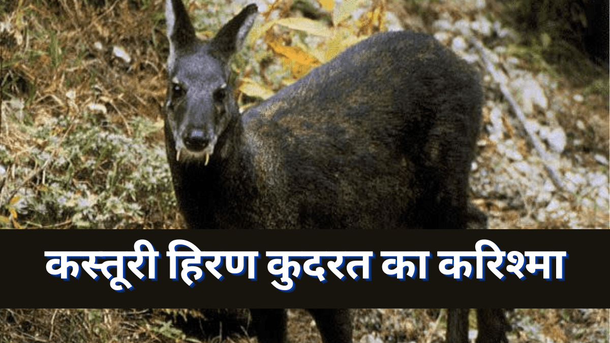kasturi hiran