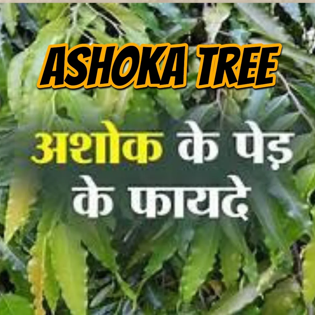 Ashoka Tree