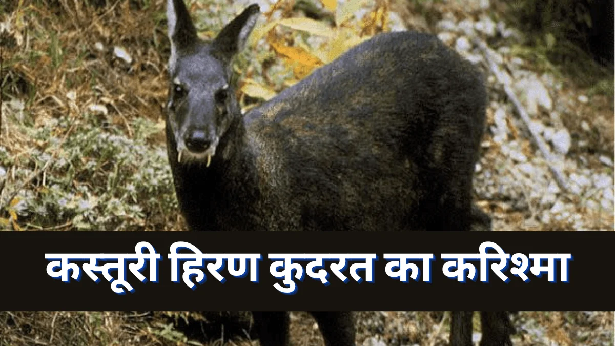 kasturi hiran