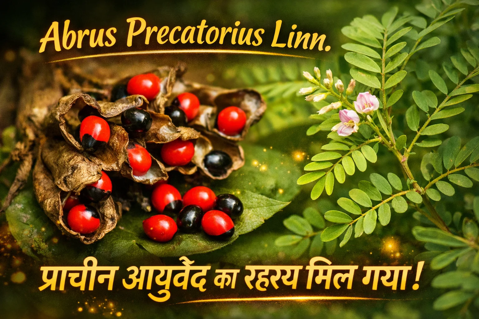 Abrus precatorius Linn (Gunja)